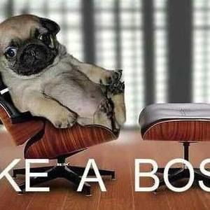 Meet your Posher, David